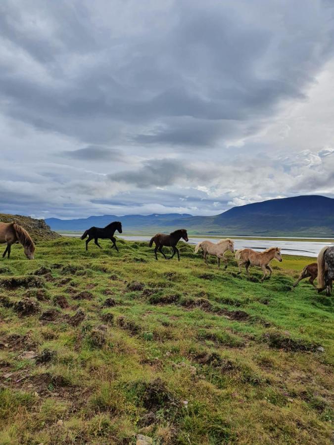 Helluland Guesthouse Saudarkrokur Dış mekan fotoğraf